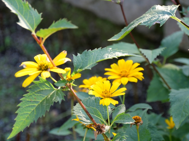 キクイモモドキ(Heliopsis helianthoides)