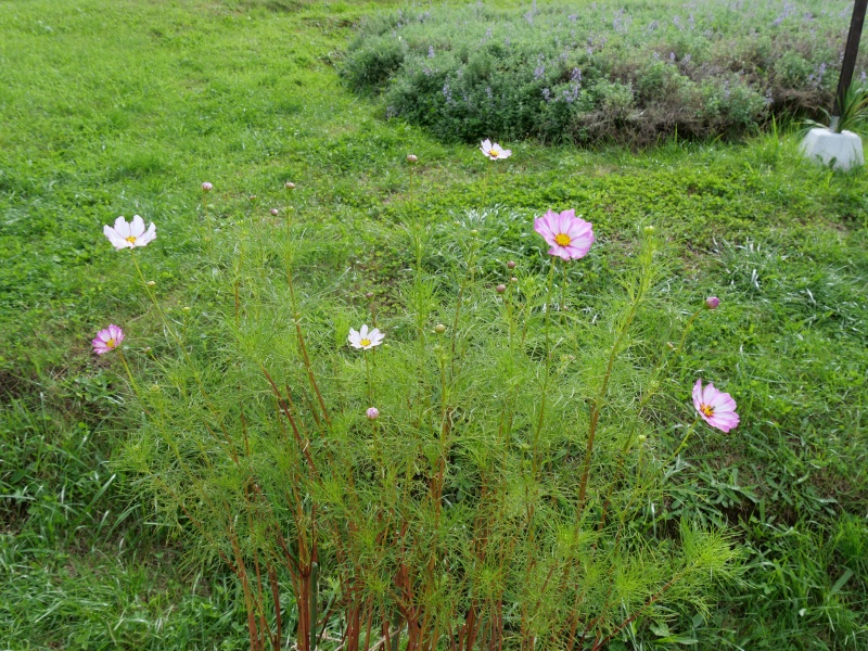 コスモス アーリーピコティ サッポロ