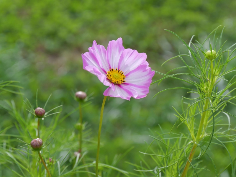 コスモス アーリーピコティ サッポロ