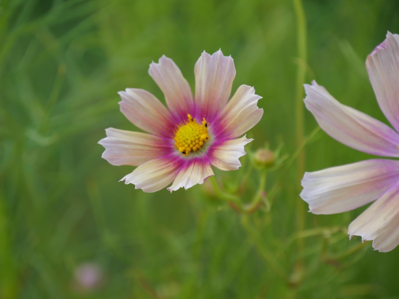 コスモス アプリコットレモネード