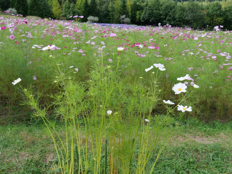 コスモス カップケーキブラッシュ