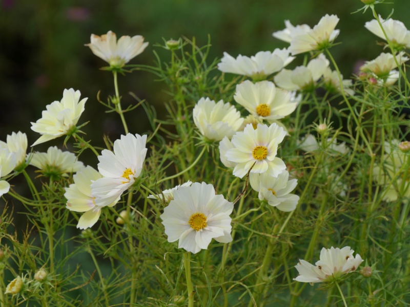 コスモス シャンボス
