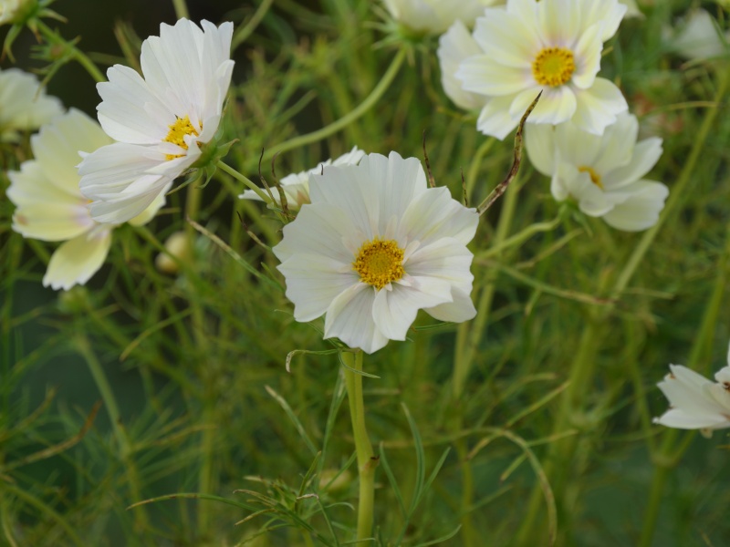 コスモス シャンボス