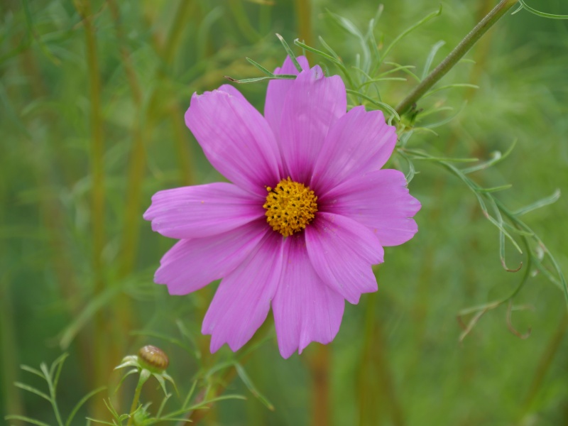 コスモス センセーション ラディアンス