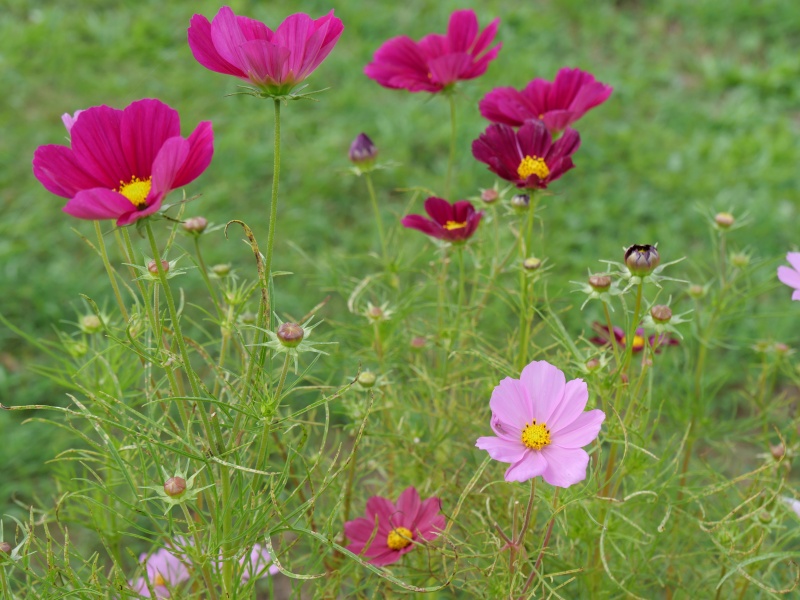 コスモス ソナタ プレミアムミックス