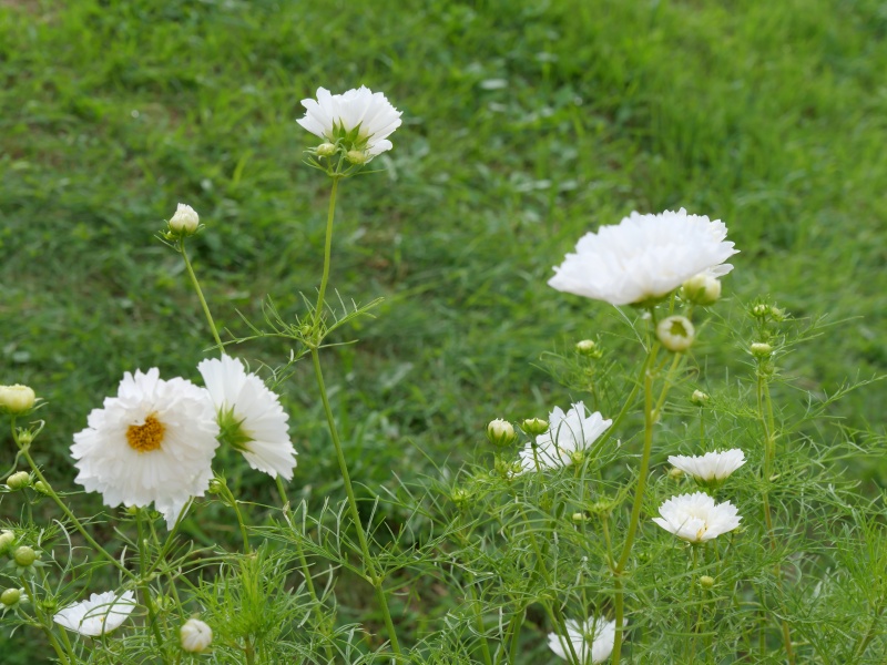 コスモス ダブルクリック スノーパフ
