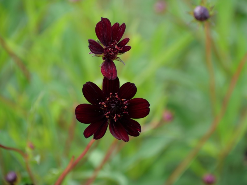コスモス チョコレートコスモス