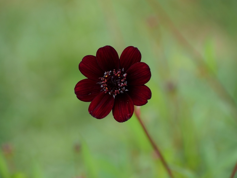 コスモス チョコレートコスモス