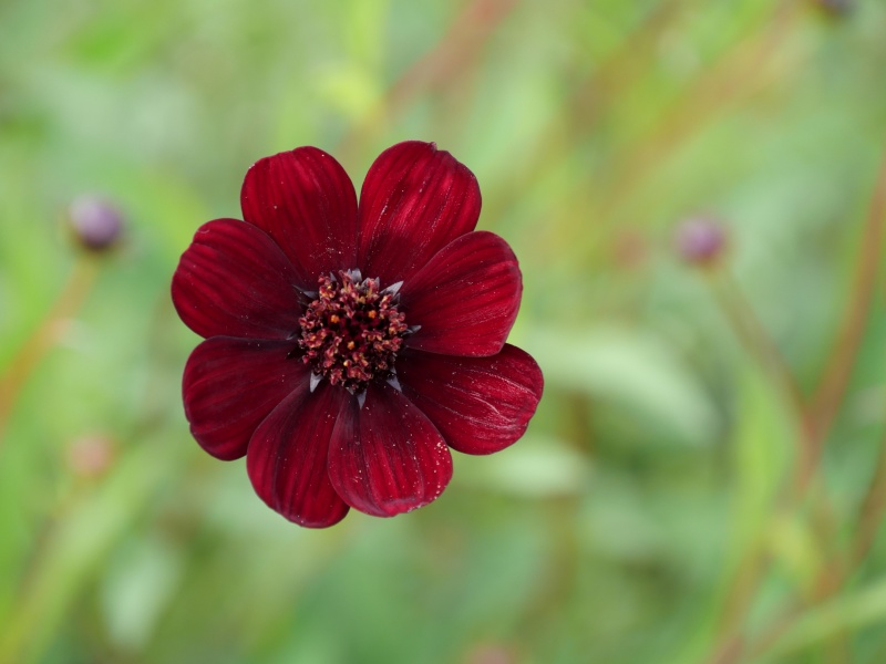 コスモス チョコレートコスモス