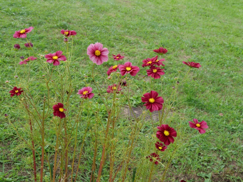 コスモス ルビナート
