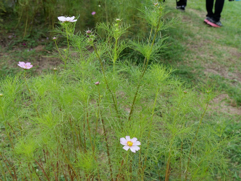 コスモス レッドイリュージョン