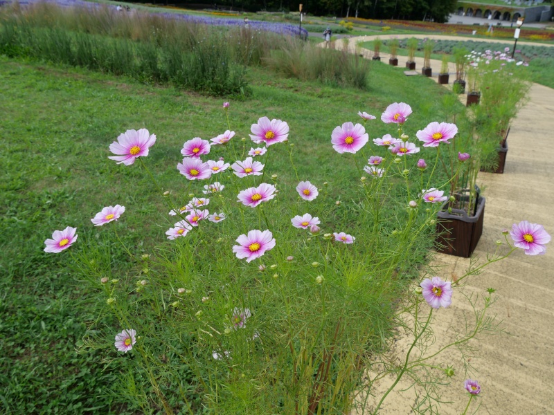 コスモス 日の丸