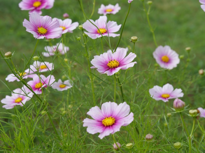 コスモス 日の丸