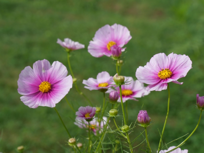 コスモス 日の丸