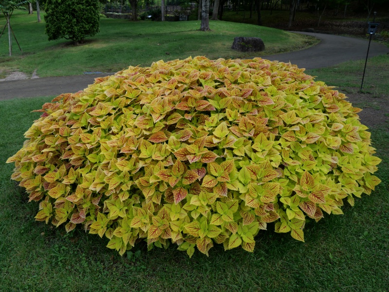 コリウス イエローウェブ