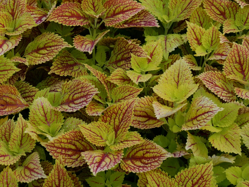 コリウス イエローウェブ