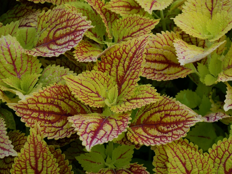 コリウス イエローウェブ