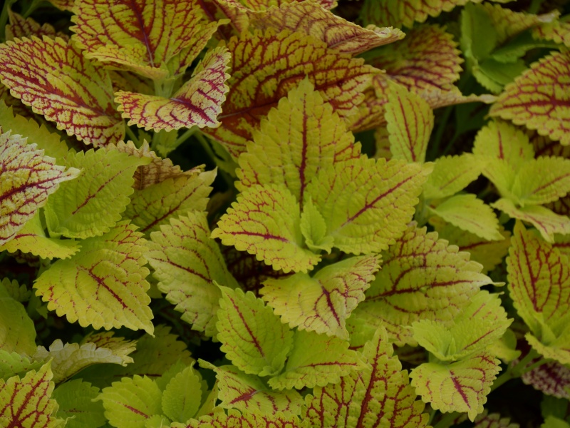 コリウス イエローウェブ