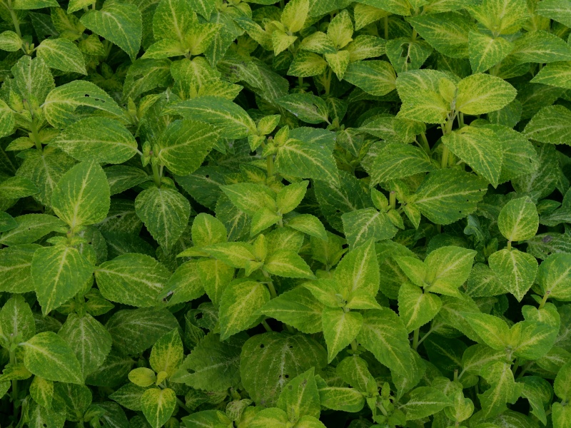 コリウス カーニバルグリーン