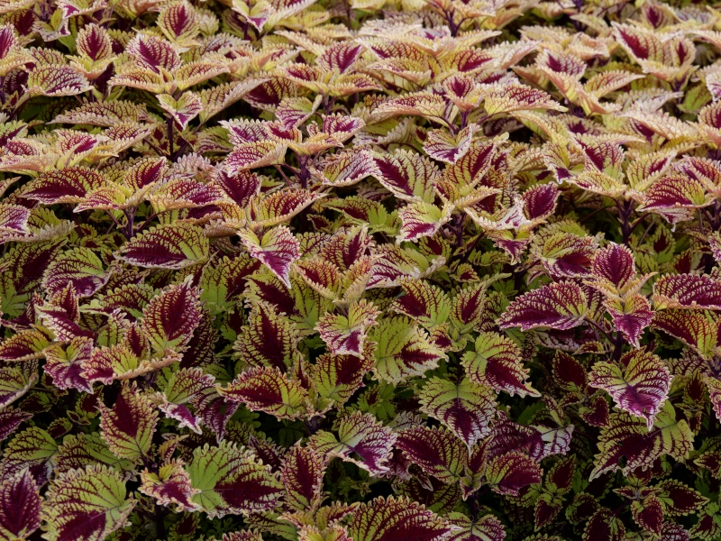 コリウス カウボーイ