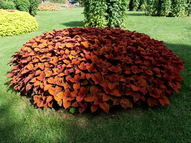 コリウス キャンプファイヤー