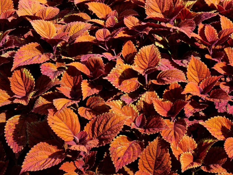 コリウス キャンプファイヤー