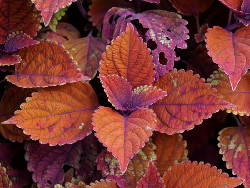 コリウス キャンプファイヤー