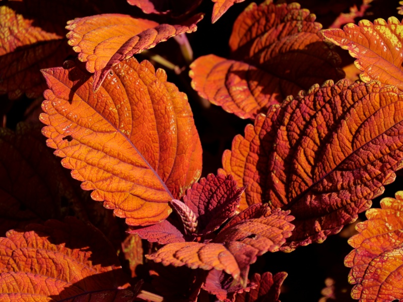 コリウス キャンプファイヤー