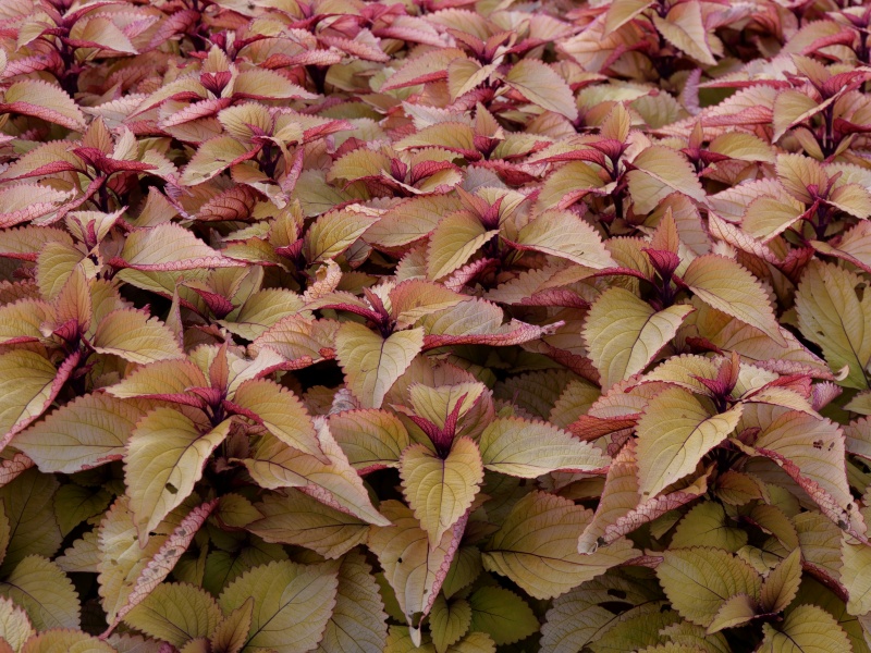 コリウス ゴールドジャイアント