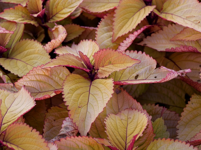 コリウス ゴールドジャイアント