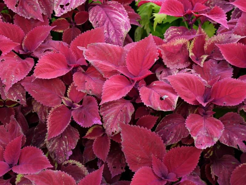 コリウス レッドヘッド