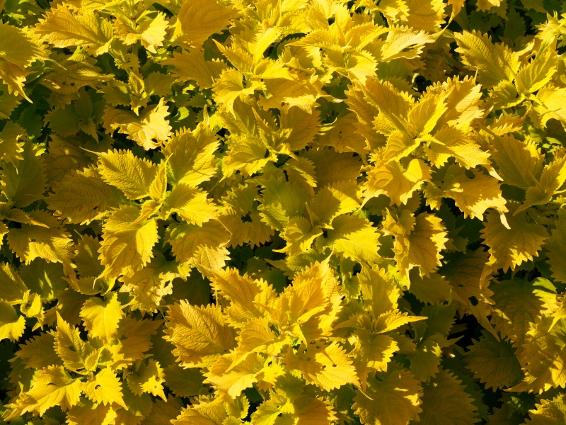 コリウス ワサビ