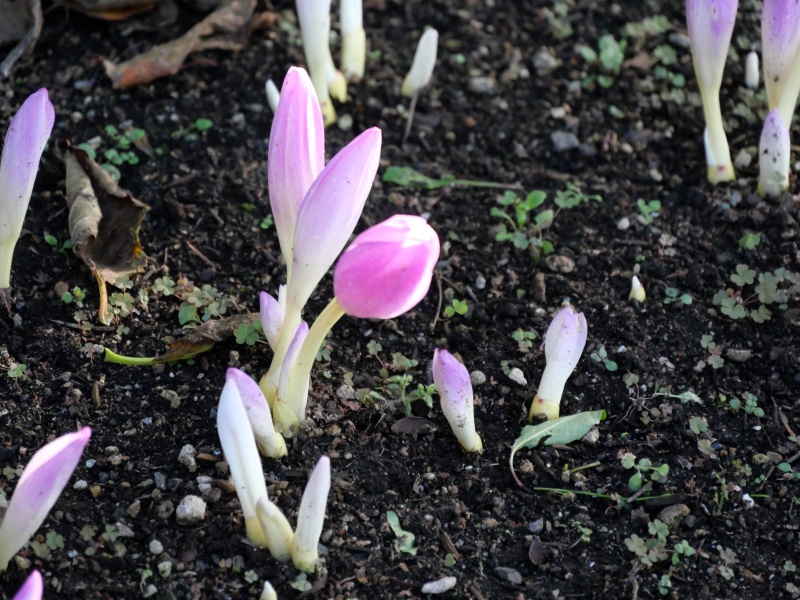 コルチカム ‘ザ・ジャイアント’(Colchicum ‘The Giant’)