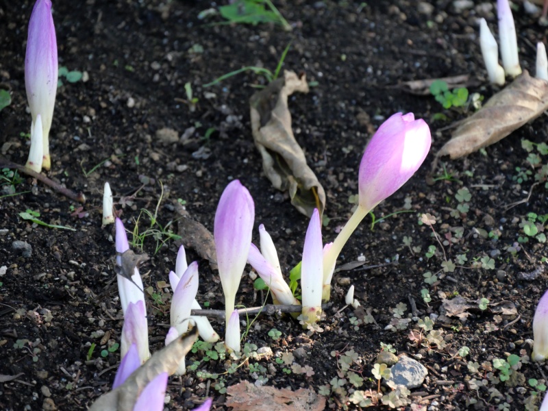 コルチカム ‘ザ・ジャイアント’(Colchicum ‘The Giant’)