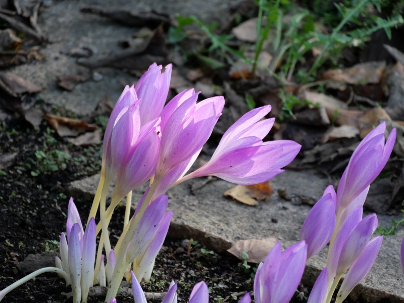 コルチカム ‘ザ・ジャイアント’(Colchicum ‘The Giant’)