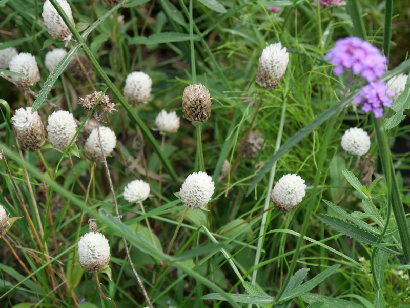 ゴンフレナ ネオンホワイト