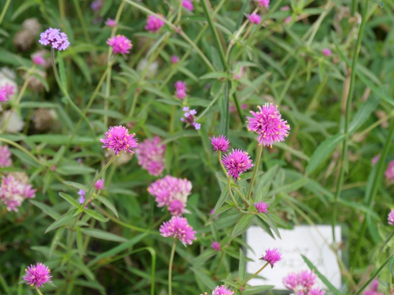 ゴンフレナ ラブラブラブ