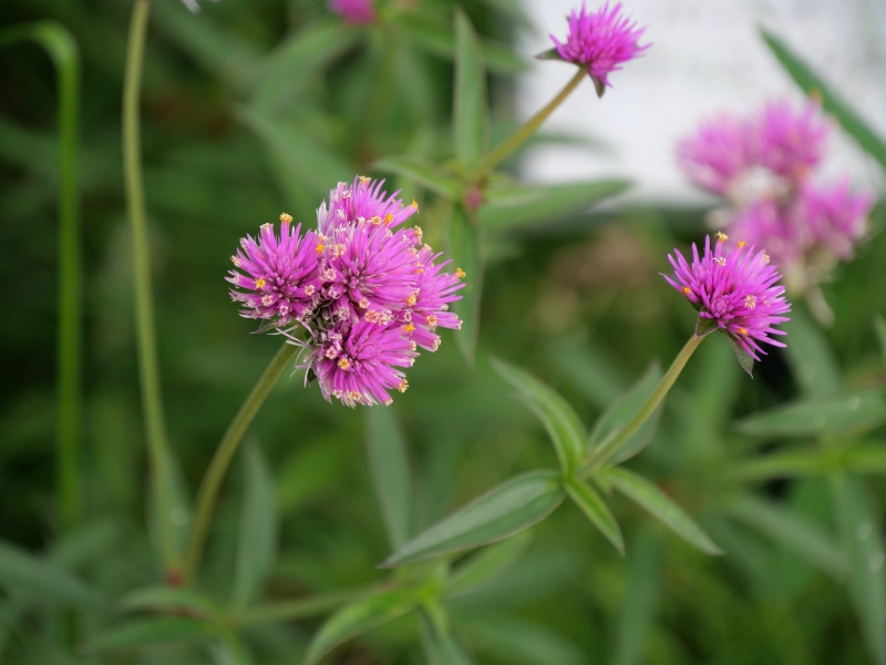 ゴンフレナ ラブラブラブ