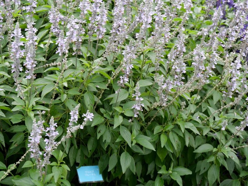 サルビア ブルーチル