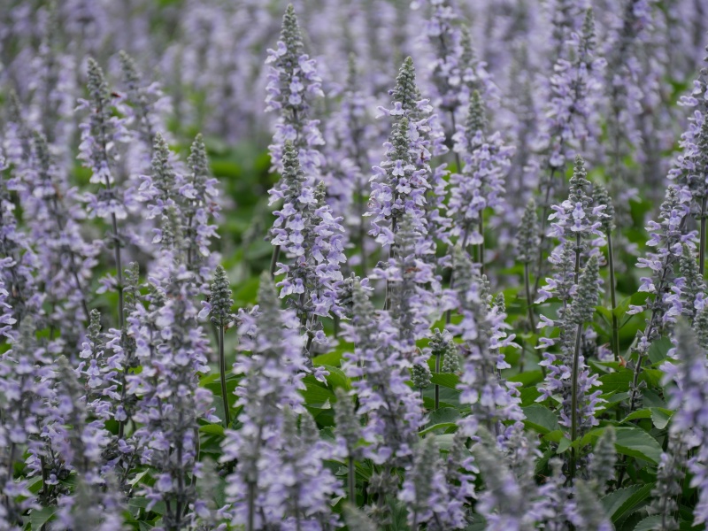 サルビア ブルーチル