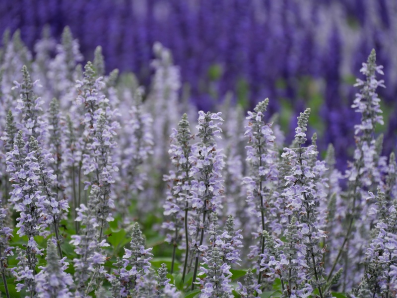 サルビア ブルーチル