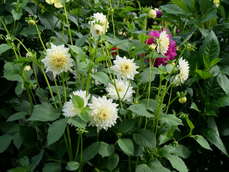 ダリア アイボリー