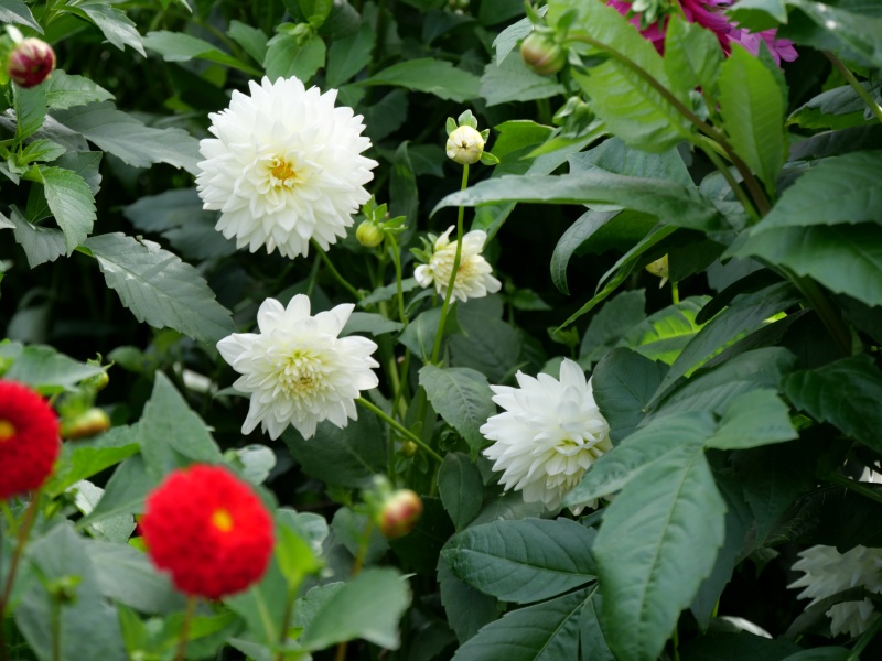 ダリア アイボリー