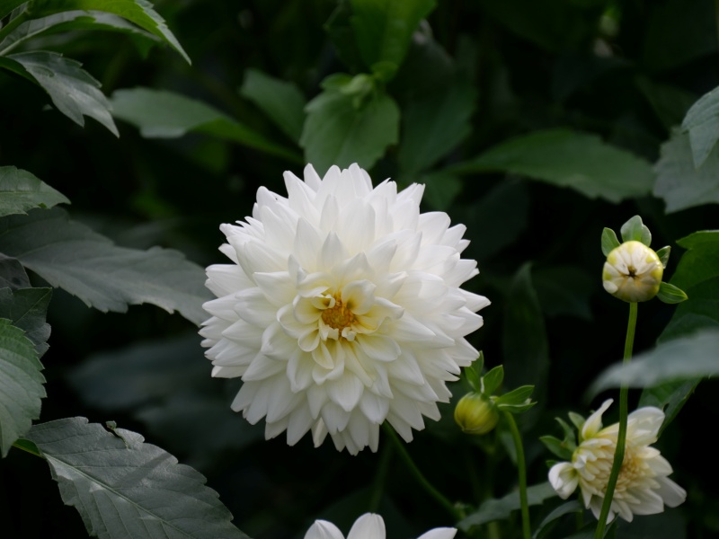 ダリア アイボリー