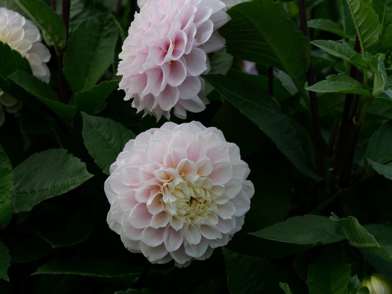 ダリア いとしご