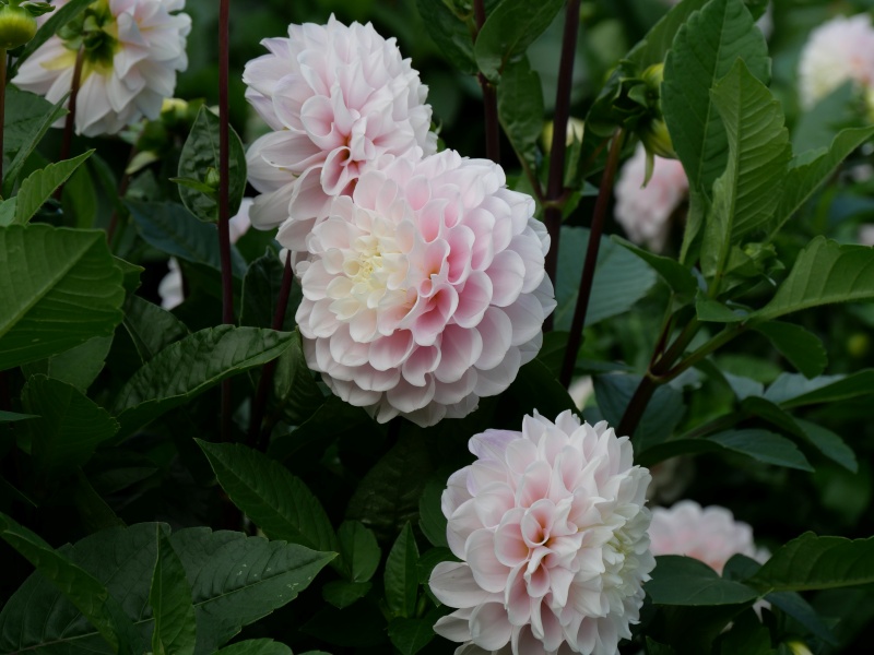 ダリア いとしご