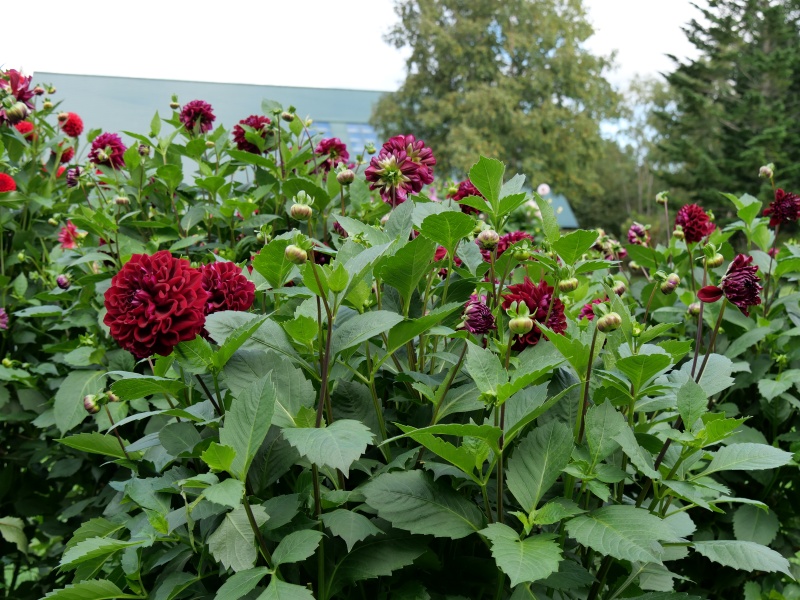 ダリア インディゴブラック