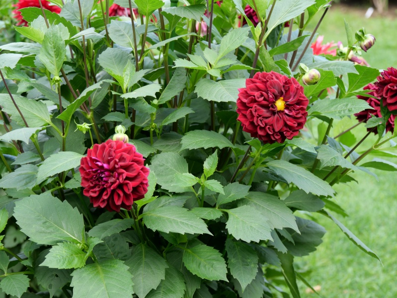 ダリア インディゴブラック