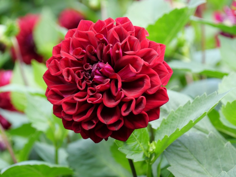 ダリア インディゴブラック