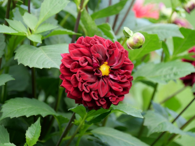 ダリア インディゴブラック